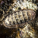 Chiton sp. 32